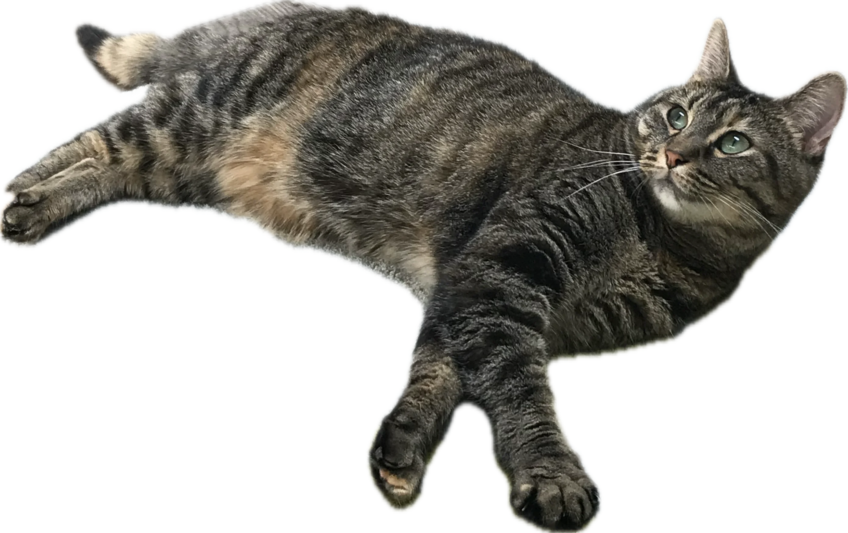 Katniss the cat